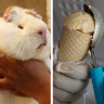 Guinea pig ice-cream: A scoop that's hard to swallow