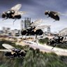 Are Perth’s flies getting worse? You may be surprised.