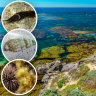 Rottnest Island reefs under threat as marine species dwindle