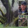 ‘Far from happy about it’: WA environment minister orders report after 800-year-old tree cut down