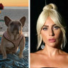 Woman who returned Lady Gaga’s French bulldogs among five arrested