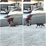 Still images from the CCTV footage that captures a horror dog attack in Dianella.