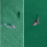 ‘Trevor the shark’ spotted swimming off Perth beaches. Picture: 9News Perth
