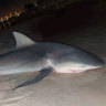 Huge bull shark caught by Fremantle fishers days after fatal attack