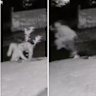 Composite image of woman apparently stealing a lemon tree from a suburban footpath in Brisbane.