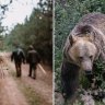Man versus bear?