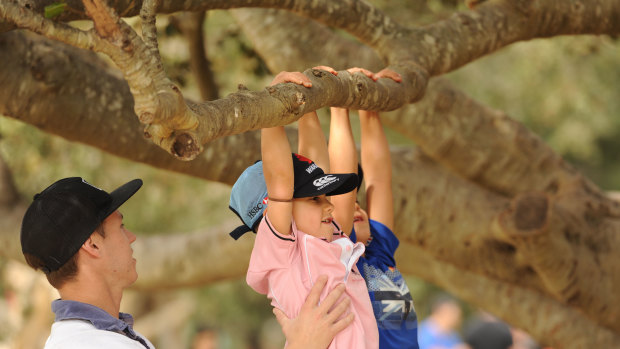 Sydney kids, no matter where they live, must have trees to climb