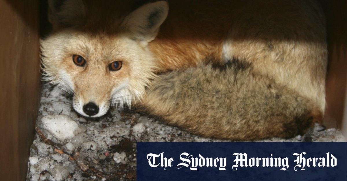 rapidly-spreading-bird-flu-infects-foxes-and-other-wild-mammals