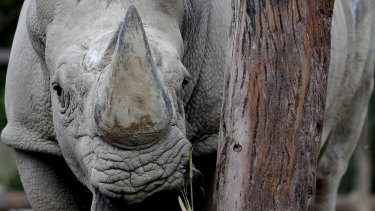 A rhinoceros inside his enclosure at the Eco Park in Buenos Aires.