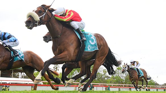 Wentwood, ridden by Harry Coffey, claims the Bendigo Cup.