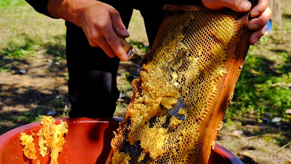 A thin layer of propolis is cut off before honey is extracted from beehives..