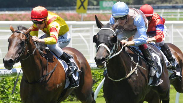 One to beat: Gayatri, seen here winning at Randwick with Hugh Bowman on board, has drawn well in race 4.