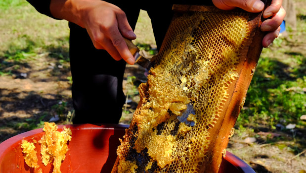 A thin layer of propolis is cut off before honey is extracted from beehives..