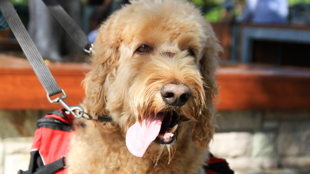 The labradoodle, the Labrador retriever-poodle mix, ranks among the world's most popular "designer dogs".