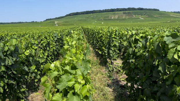 Owner-growers in France’s Champagne region are increasingly  "disrupting" the making of bubbly.