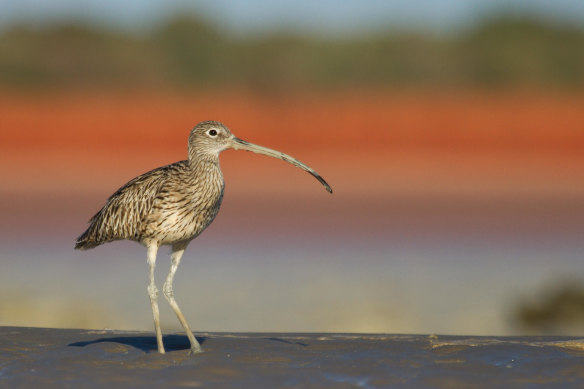 The eastern curlew, photographed near Broome, is one of the species dependent on the Eighty Mile Beach wetland.  