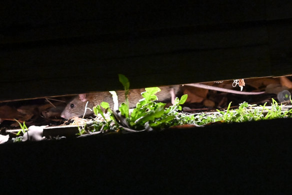 A rat scurries through wooden planks by the waterfront in Docklands. 