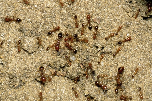 Fire ants pose a huge threat to outdoor living, tourism, agriculture and native ecosystems.