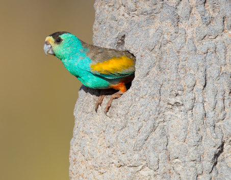 Alwal or golden shouldered parrot - a male at nest in a termite mound, Olkola Country in Cape York.