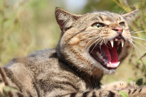 Feral cats are one of the invasive species threatening Australia’s native animals.