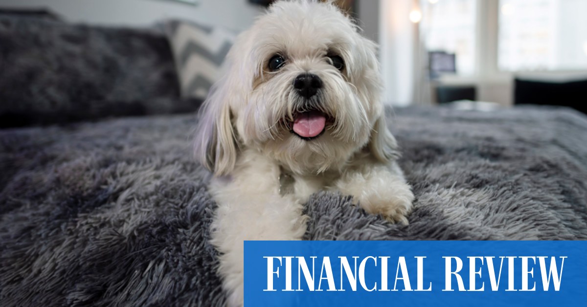 Apartment living: New York apartment residents navigate rules about where their dogs are allowed - Vimarsana News