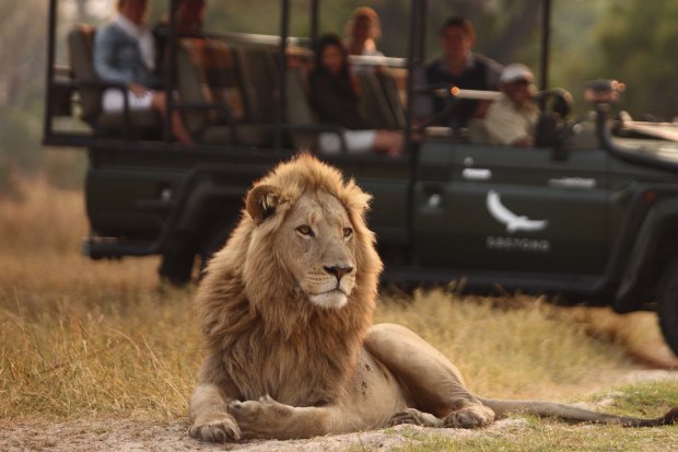 Lion-spotting on safari in Botswana.
