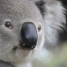 Why this scientist wants you to send him koala poo