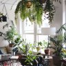 How to care for indoor plants in the cooler months