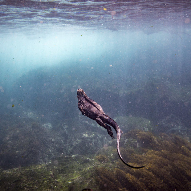 A marine iguana swims near Fernandina Island in the Galápagos Islands.