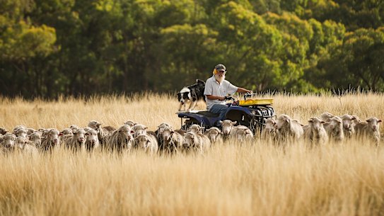 Yass Valley, NSW, farmer John Ive’s strategic grazing practices, which match paddock size and sheep grazing rates with the changing landscape and its livestock carrying capacity, are boosting soil health and carbon content.