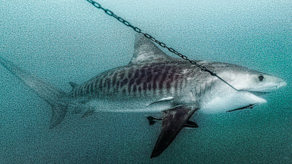 The images showed the sharks met a "cruel" end, the Humane Society International said.