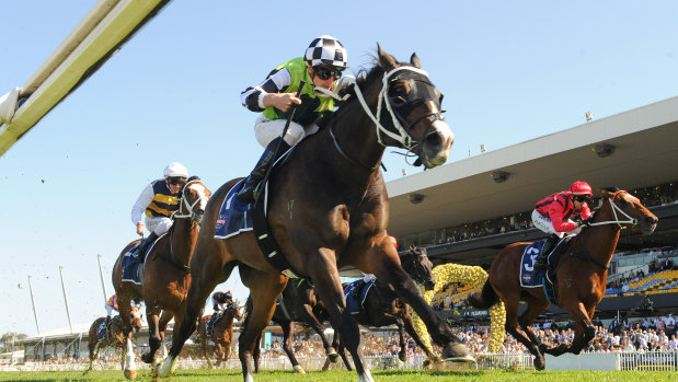 Mister Sea Wolf finds the Rosehill 1500m of the Shannon Stakes to his liking.