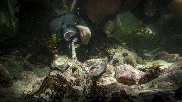 A life of awe and wonder ... a scene from My Octopus Teacher.