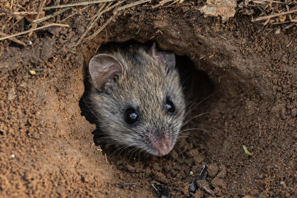 A New Holland mouse pokes its head out of its burrow at Yiraaldiya National Park in western Sydney.