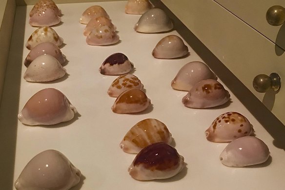 Some of Martin Hiscock's prized shell collection.