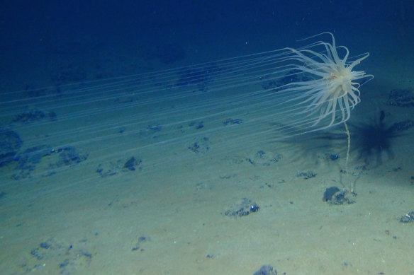 The tentacled Relicanthus lives off sponge stalks attached to nodules in the CCZ.