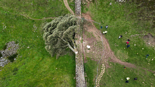 In this aerial view the ‘Sycamore Gap’ tree on Hadrian’s Wall lies on the ground leaving behind only a stump in the spot it once proudly stood.