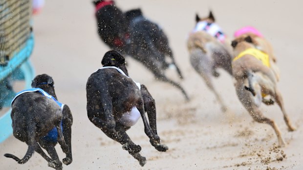 The Herald can reveal the racing regulator is the subject of an investigation into leadership and workplace culture.