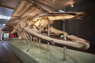 Check out the Melbourne Museum’s online program.