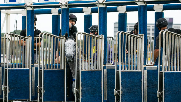 Going nowhere: Chautauqua refusing to jump in a barrier trial at Randwick in February.