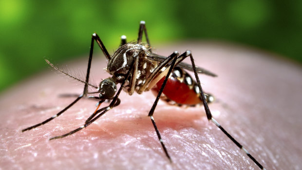 An Aedes aegypti mosquito: Alphabet wants to eradicate mosquito-borne diseases around the world.
