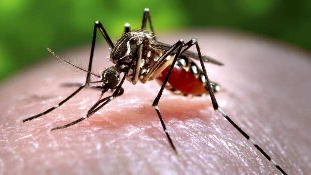 An Aedes aegypti mosquito which is capable of transmitting the disease.