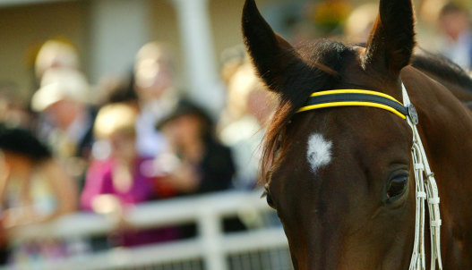 There are eight races scheduled for Wyong on Thursday.