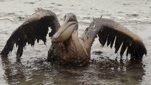 A new interpretation of the Migratory Bird Treaty Act in 2017 means that as of now, companies are no longer subject to prosecution or fines even after a disaster like the Deepwater Horizon oil spill in 2010.
