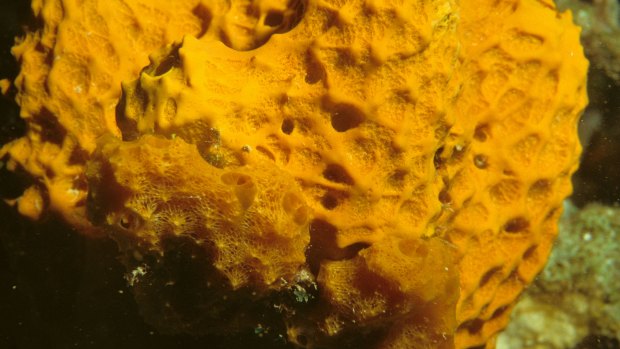 Did a sea sponge just blow up the Paris Agreement?