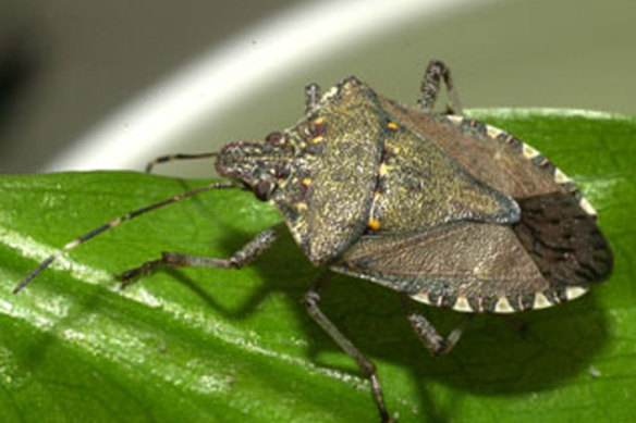 An invasive brown marmorated stink bug. 