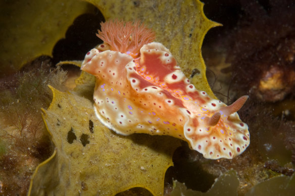 A ceratosoma brevicaudatum sea slug  at Rickett’s Point at Port Phillip Bay.