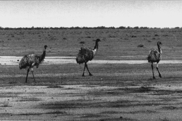 A mob of emus.
