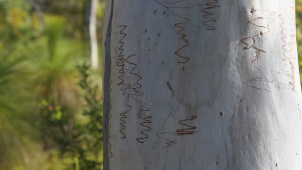 The patterns on the Scribbly Gum tree are caused by moth larva.
