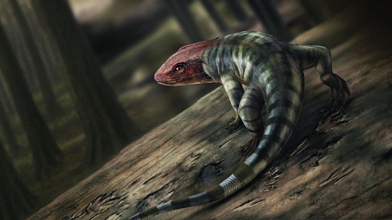 A stubby goanna walked across a muddy creek, rewriting the timeline of life 350 million years later
